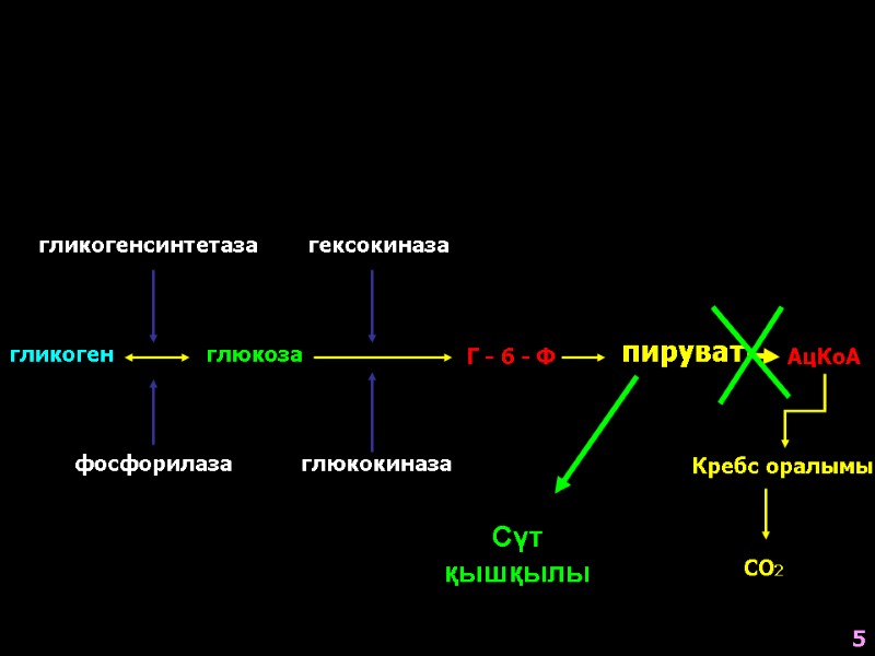 гликоген гликогенсинтетаза глюкоза гексокиназа глюкокиназа Г - 6 - Ф пируват АцКоА Кребс оралымы